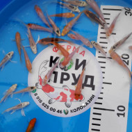 Вуалевый  Карп Кои Бабочка Микс 6-8 см 