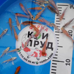 Вуалевый  Карп Кои Бабочка Микс 6-8 см 