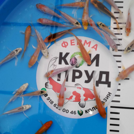 Вуалевый  Карп Кои Бабочка Микс 6-8 см 
