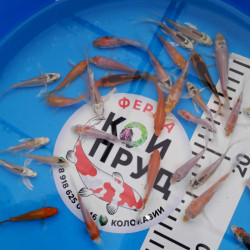 Вуалевый  Карп Кои Бабочка Микс 6-8 см 