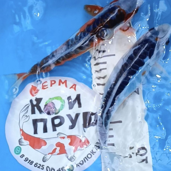 Шисуи японский карп кои премиум класса 15-18 см 
