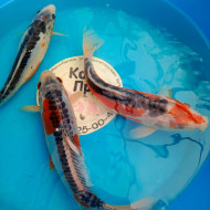 Шисуи японский карп кои премиум класса 15-18 см 