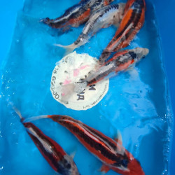  Шисуи японский карп кои премиум класса 30-32 см