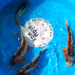 Шисуи японский карп кои премиум класса Гин-Рин 18-19 см