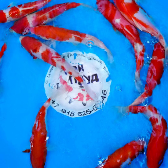 Карп кои Кохаку (красно-белые) 17-20 см