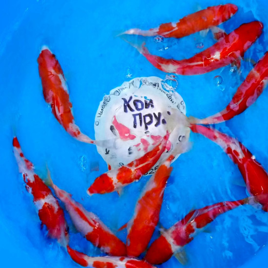 Карп кои Кохаку (красно-белые) 17-20 см