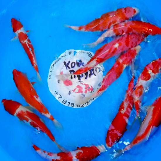 Карп кои Кохаку (красно-белые) 17-20 см