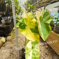 Колоказия-Тропическая (Желтая вспышка) YELLOW SPLASH до 30 см