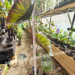 Колоказия BLACK METALLIC - Чёрный металлик 150+см