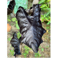 Колоказия-Тропическая BLACK METALLIC (Блэк Металлик)