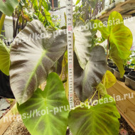 Колоказия Aloha- Алоха