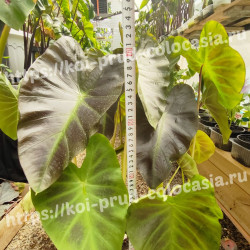 Колоказия Aloha- Алоха