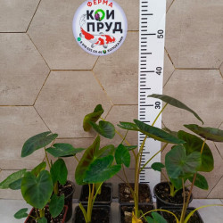 Колоказия-Тропическая алоха (Aloha)