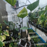 Колоказия Coffee cups - Чашка Кофе