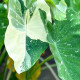 Колоказия-Тропическая MILKY WAY (Милки Вей)