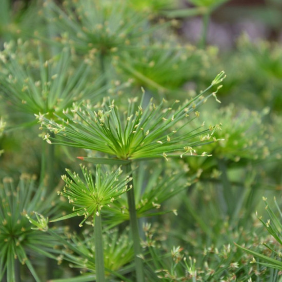 Папирус декоративный мини-карликовый папирус (Cyperus Papyrus Nanus)