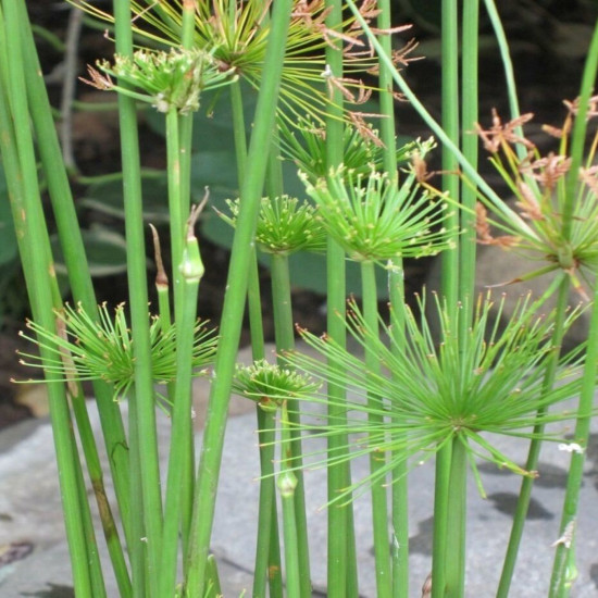 Папирус декоративный мини-карликовый папирус (Cyperus Papyrus Nanus)