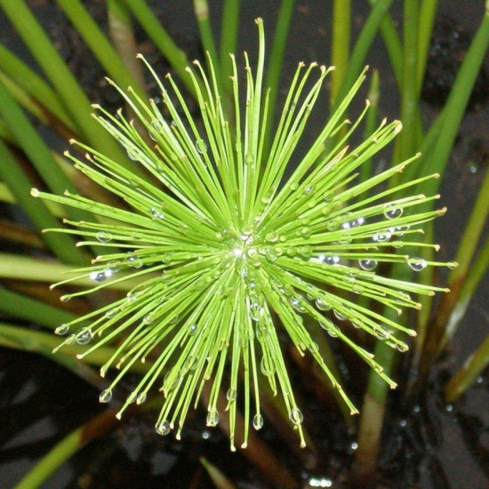 Папирус декоративный мини-карликовый папирус (Cyperus Papyrus Nanus)