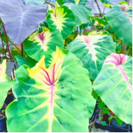 Колоказия  Sunshine Day 