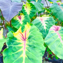 Колоказия  Sunshine Day 