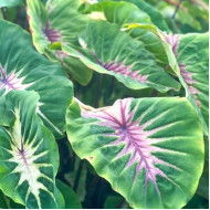 Колоказия  Sunshine Day - Солнечный день