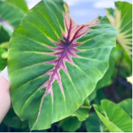 Колоказия  Sunshine Day 