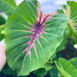 Колоказия  Sunshine Day 