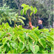 Колоказия  Sunshine Day 