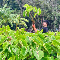 Колоказия  Sunshine Day - Солнечный день