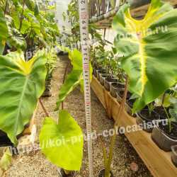 Колоказия  Sunshine Day 