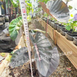 Колоказия  Inferno Falls (инферно фэлс)