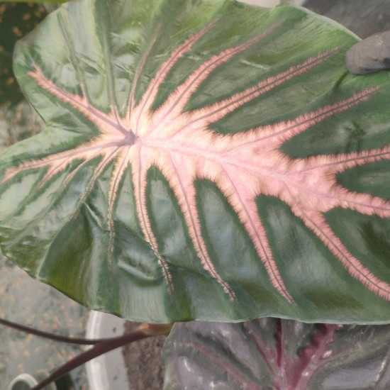 Колоказия  Inferno Falls (инферно фэлс)