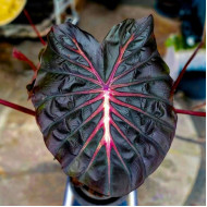 Колоказия  Inferno Falls (инферно фэлс)