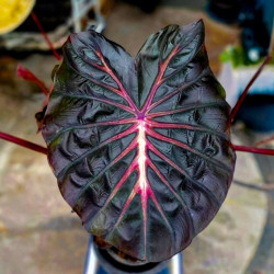 Колоказия  Inferno Falls (инферно фэлс)