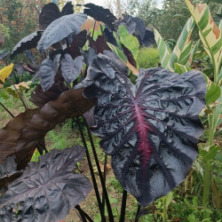 Колоказия  Inferno Falls (инферно фэлс)