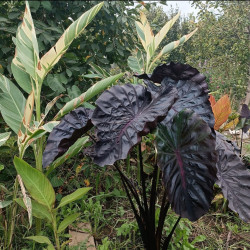 Колоказия Inferno Falls 