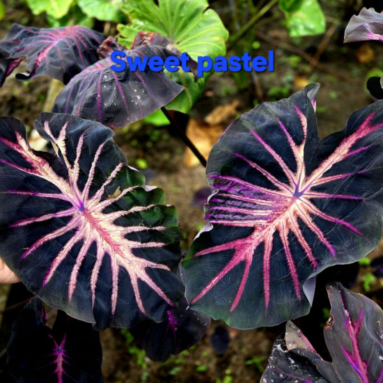 Колоказия Sweet Pastel