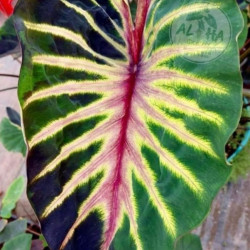 Колоказия Supernova