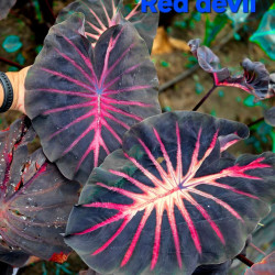 Колоказия Red devil