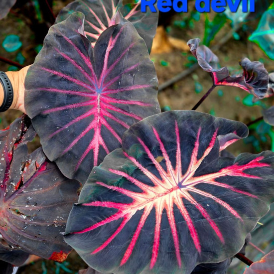 Колоказия Red devil