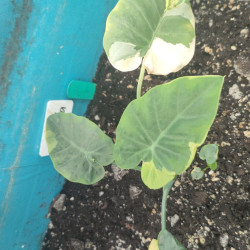  Колоказия Тропическая Gigantea 4 color ( гигантеа 4 колор)