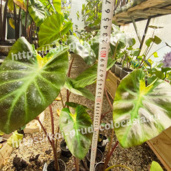 Колоказия-тропическая Tossakan (Тоссакан)