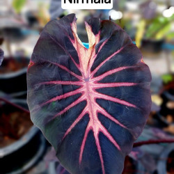 Колоказия Nirmala