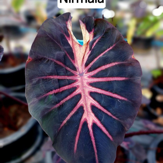 Колоказия-тропическая NIRMALA (Нирмала)  Единичный 