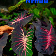 Колоказия NIRMALA - Нирмала