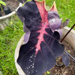 Колоказия-тропическая NIRMALA (Нирмала)  Единичный 