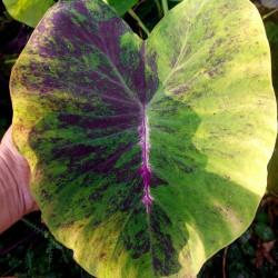 Колоказия  Pink Shadow (пинк шадов) МАТОЧНИК