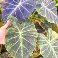 Колоказия-Тропическая Midnight bride (Миднихт брайд)