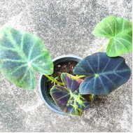 Колоказия-Тропическая Midnight bride (Миднихт брайд)