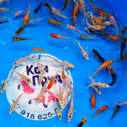 Карп кои микс + вуаль премиум  израиль 6-8 см 